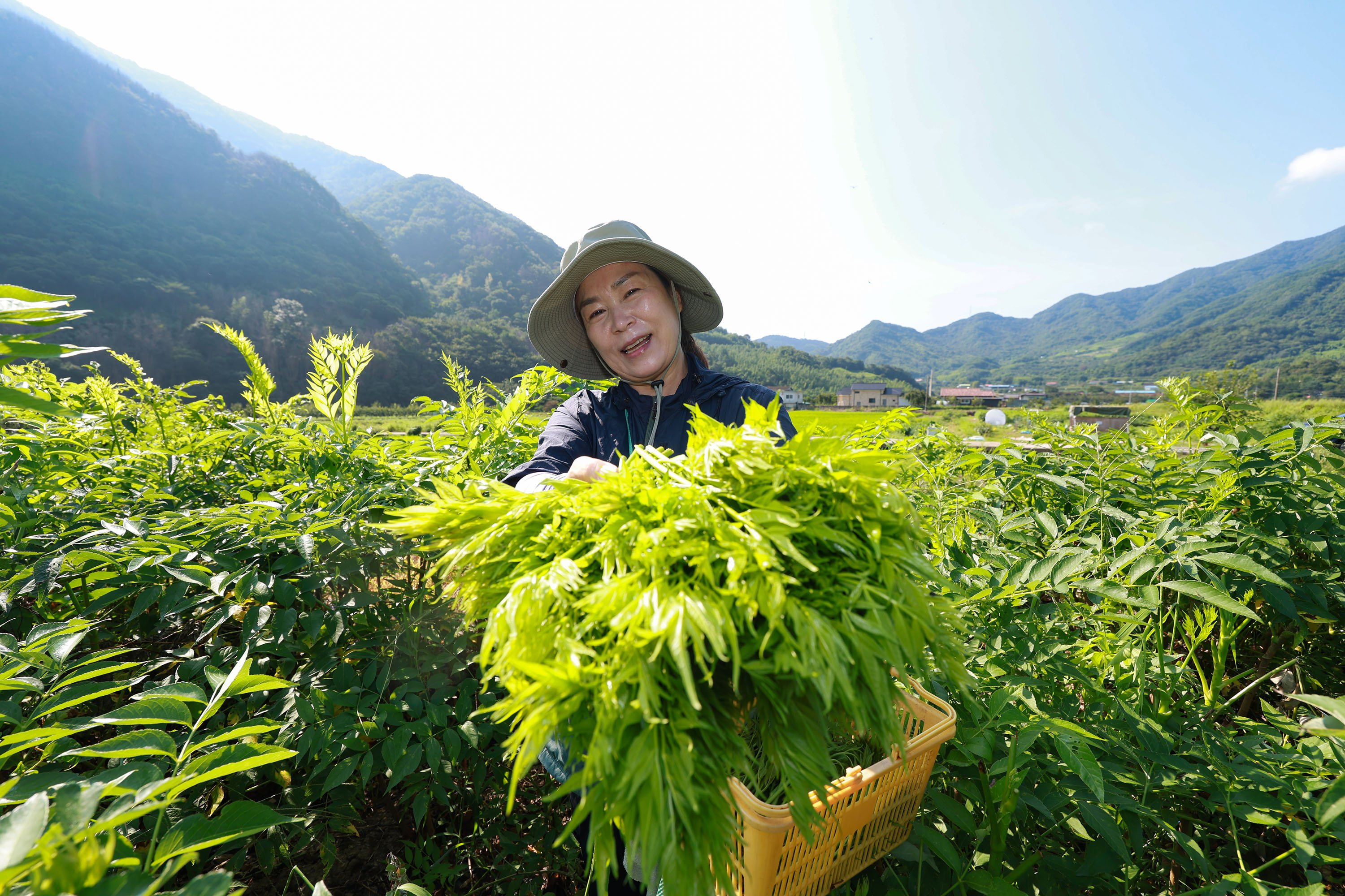‘희망 움트는 산청’ 산불·호우 이겨낸 여름 두릅 수확 5