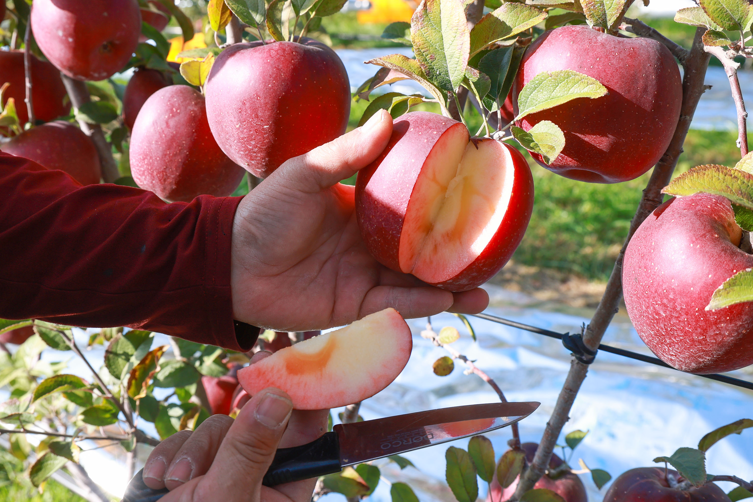 “속이 빨갛네!”…산청군 엔부사과 본격출하 3