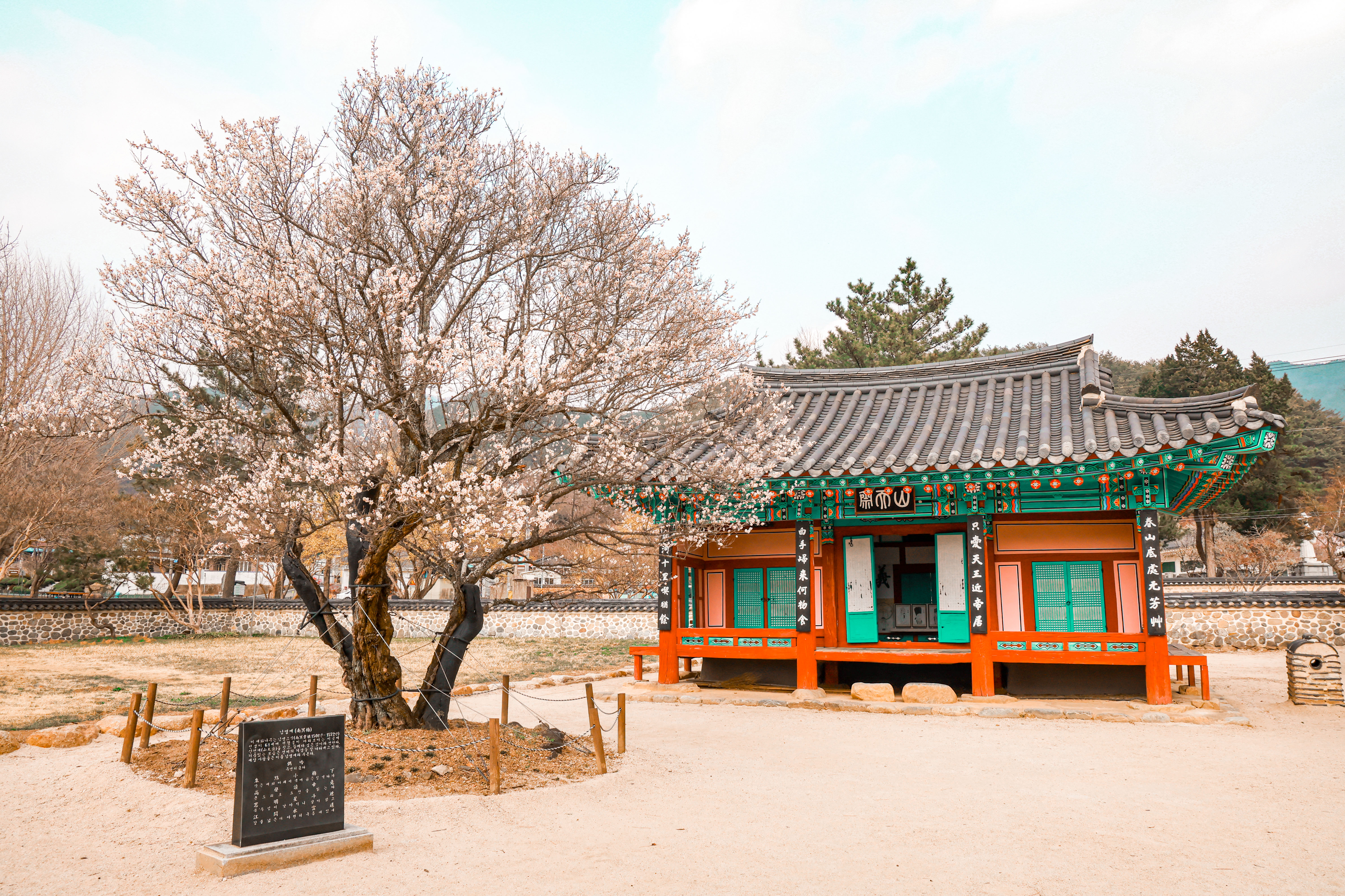 ‘산청 3매(梅)’ 일제히 개화 이미지