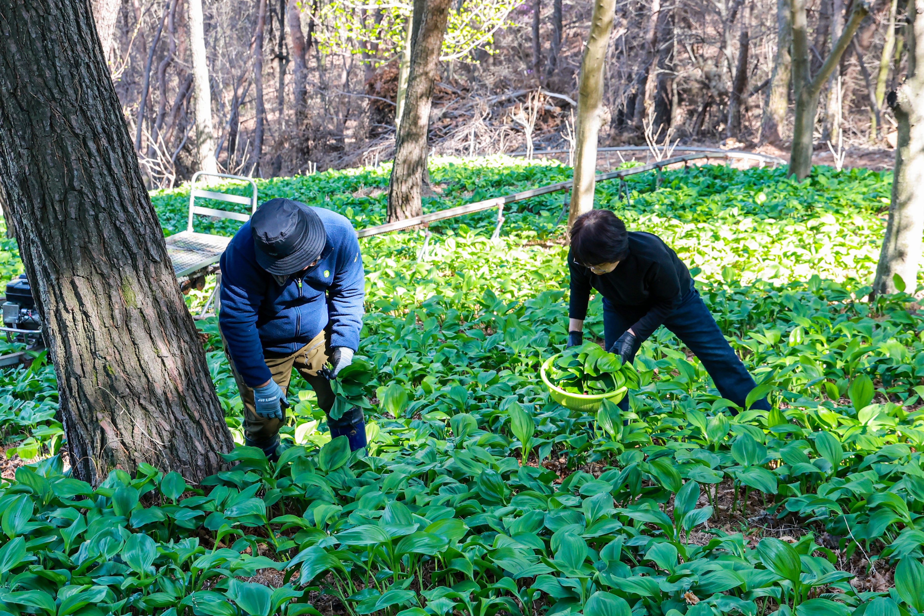 포토뉴스 – 봄 향기 가득한 산청 산마늘 수확 한창 2
