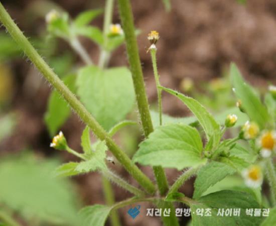 진득찰 관련이미지