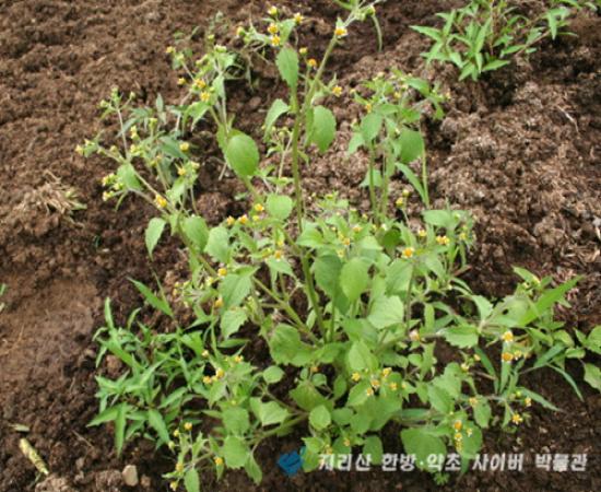 진득찰 관련이미지