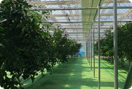 만감류 테스트베드시설