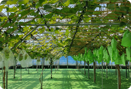 샤인머스켓 테스트베드시설