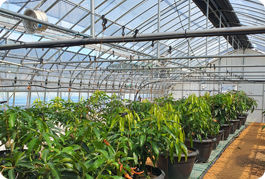 애플망고 재배시설