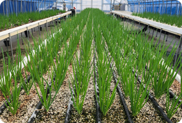엽채류 재배시설